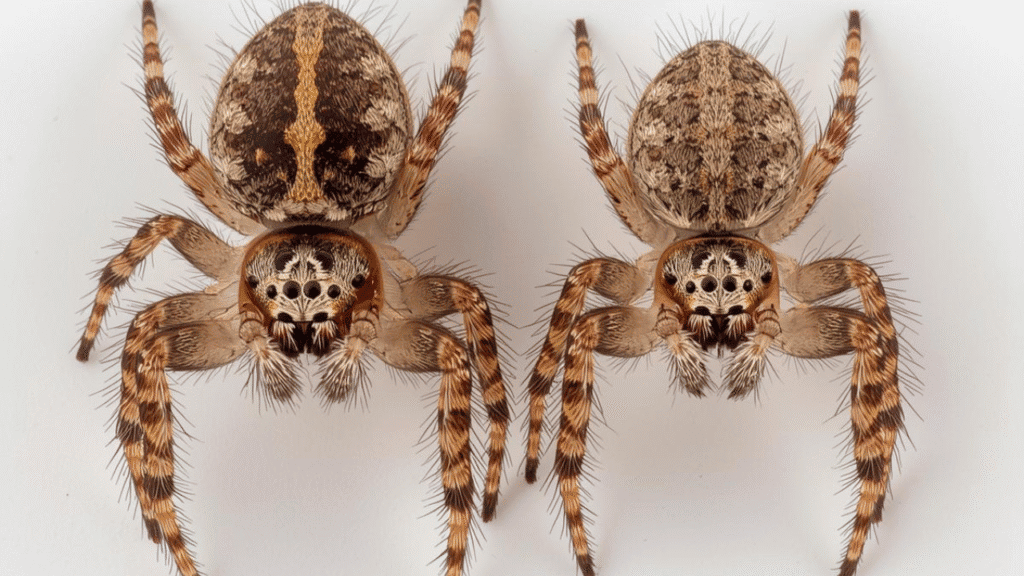 Male and female Regal Jumping Spiders (Phidippus regius) side by side showing size, color, and body markings on a white background.