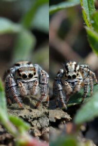 Georgia Jumping Spider: Facts, Habitat & Behavior