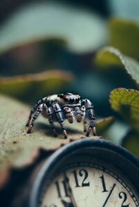 Downside of Having a Jumping Spider as a Pet
