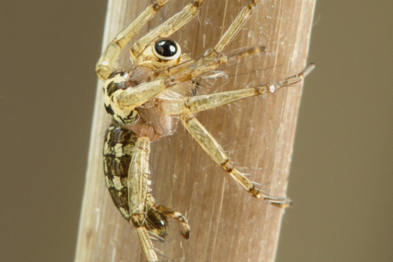 How High Can a Jumping Spider Jump
