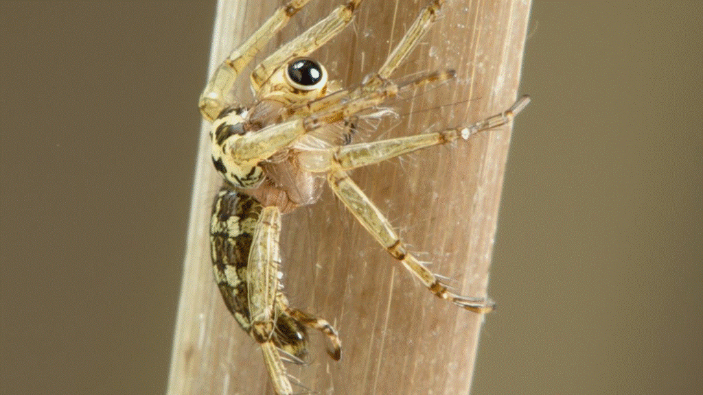 How High Can a Jumping Spider Jump