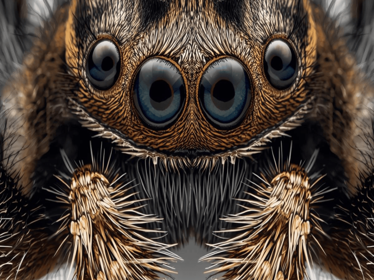 Jumping Spider Eyes Explained-Vision, Color & Facts