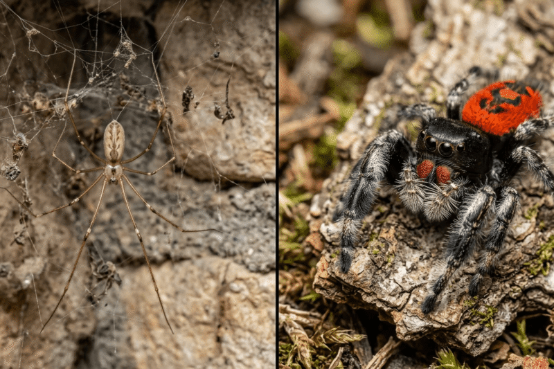 Cellar Spider vs Johnson Jumping Spider Differences