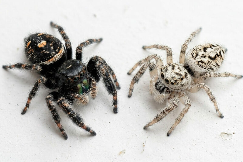 Tiny Jumping Spider in House Bite, Colors Guide