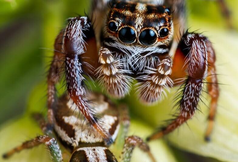 Crab Spider vs Regal Jumping Spider Comparison Guide