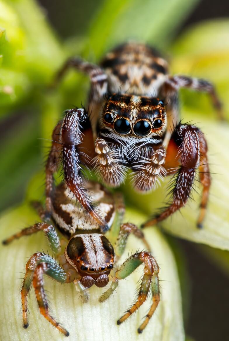 Crab Spider vs Regal Jumping Spider Comparison Guide
