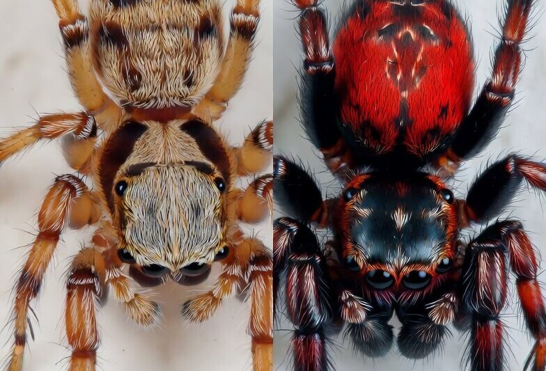 Pantropical vs Johnson Jumping Spider Guide