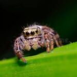 Jumping Spider in North Carolina: Species & Guide 2026