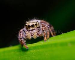 Jumping Spider in North Carolina: Species & Guide 2026